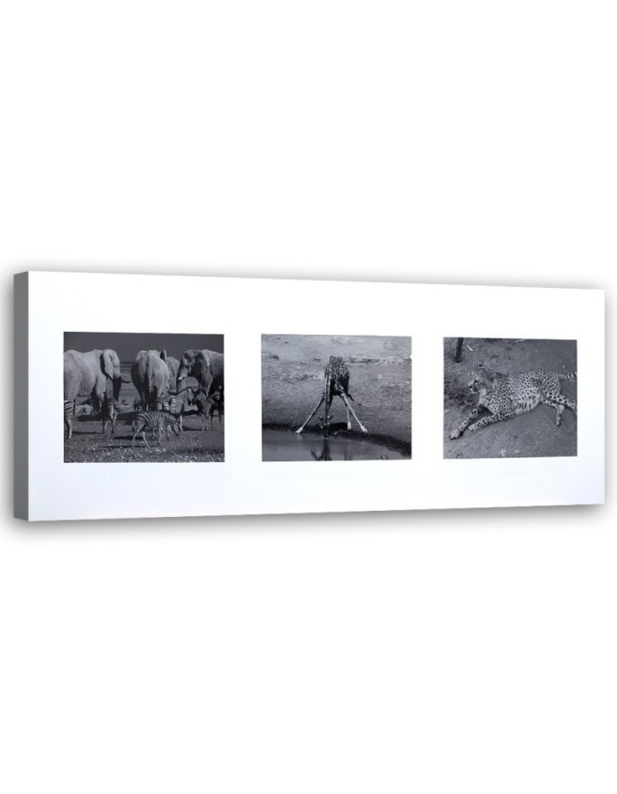 Canvas pictures - Collage of animals of Africa | FEEBY
