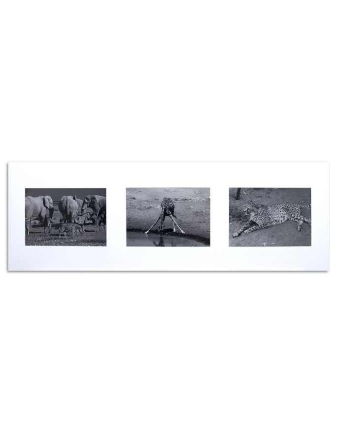 Canvas pictures - Collage of animals of Africa | FEEBY