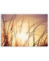Decorative Canvas painting for wall - Grass in the sunshine | FEEBY