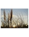 Large canvas painting for room - Reed in the sun, nature | FEEBY