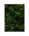 Wall art painting for room - Green exotic leaves plants nature | FEEBY