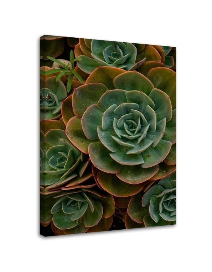 Canvas prints for dining room on canvas - Succulent flower | FEEBY