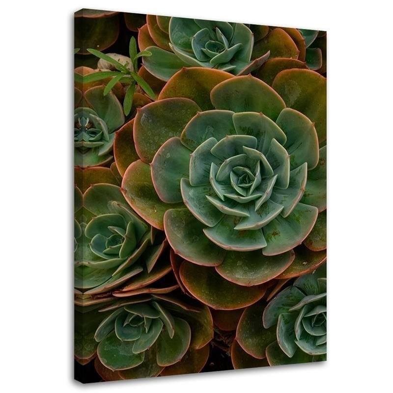 Canvas prints for dining room on canvas - Succulent flower | FEEBY