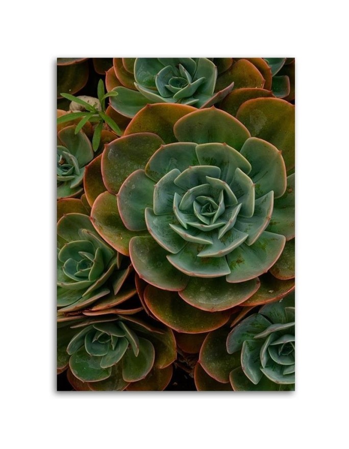 Canvas prints for dining room on canvas - Succulent flower | FEEBY