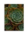 Canvas prints for dining room on canvas - Succulent flower | FEEBY