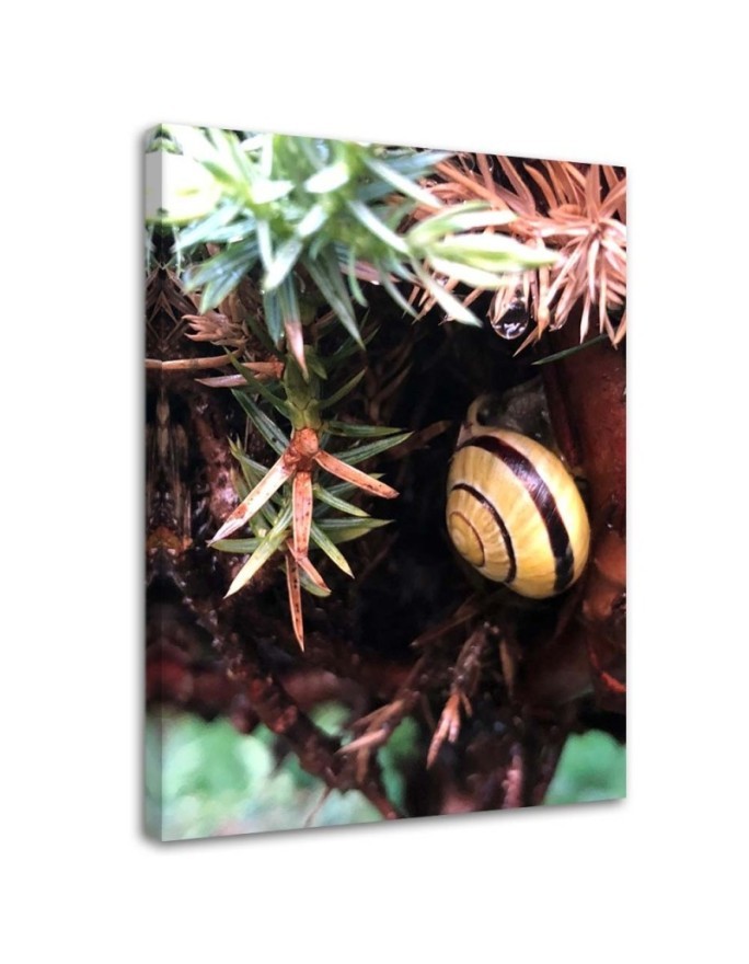 Wall art painting for room - Snail and plants | FEEBY