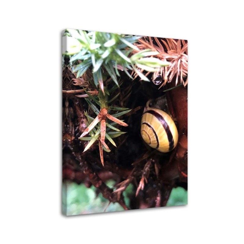 Wall art painting for room - Snail and plants | FEEBY