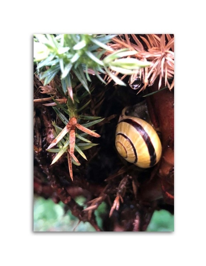 Wall art painting for room - Snail and plants | FEEBY