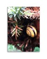 Wall art painting for room - Snail and plants | FEEBY