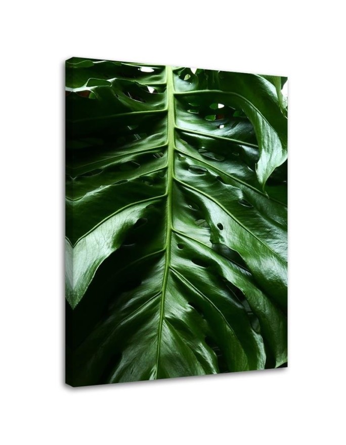 Canvas prints for the room - Monstera plant leaves | FEEBY