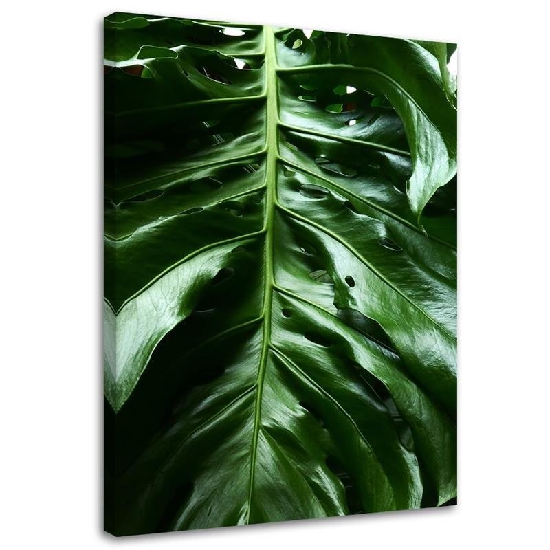Canvas prints for the room - Monstera plant leaves | FEEBY