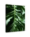 Canvas prints for the room - Monstera plant leaves | FEEBY