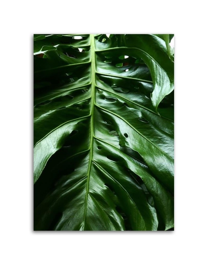 Canvas prints for the room - Monstera plant leaves | FEEBY