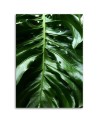 Canvas prints for the room - Monstera plant leaves | FEEBY
