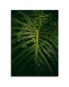 Canvas painting for room - Exotic leaf | FEEBY