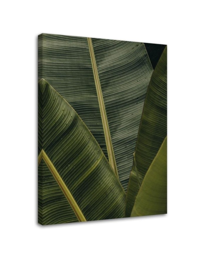 Leaf Canvas painting for room - Tropical banana leaves | FEEBY