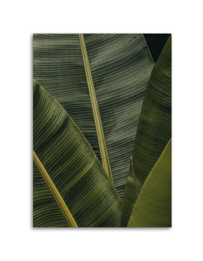 Leaf Canvas painting for room - Tropical banana leaves | FEEBY