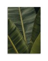 Leaf Canvas painting for room - Tropical banana leaves | FEEBY
