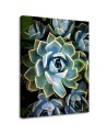Botanical Canvas prints for living room - White succulent flower | FEEBY