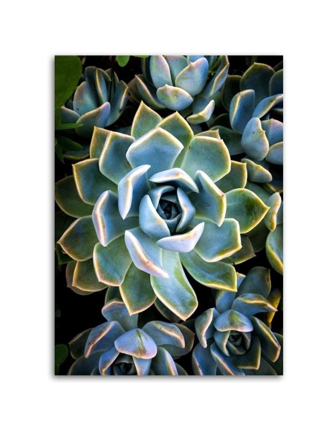 Botanical Canvas prints for living room - White succulent flower | FEEBY