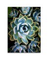 Botanical Canvas prints for living room - White succulent flower | FEEBY