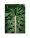 Monstera leaf - canvas print painting for wall | FEEBY