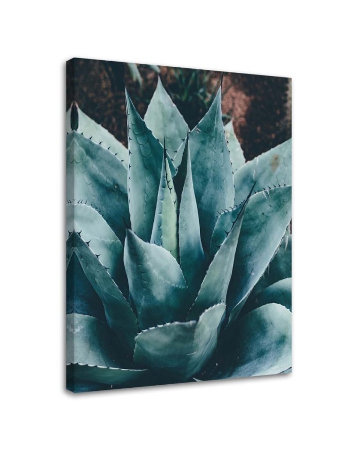 Canvas wall art for bathroom, living room - Agave with large leaves | FEEBY