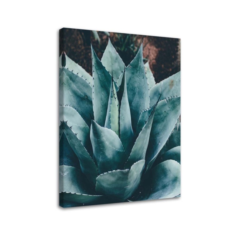 Canvas wall art for bathroom, living room - Agave with large leaves | FEEBY