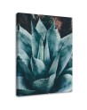 Canvas wall art for bathroom, living room - Agave with large leaves | FEEBY