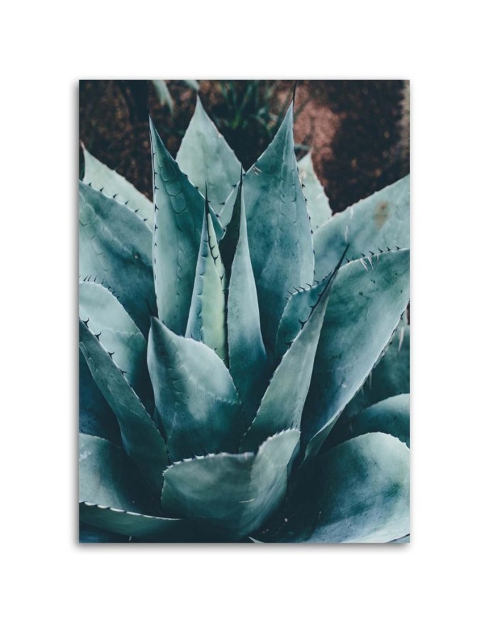 Canvas wall art for bathroom, living room - Agave with large leaves | FEEBY