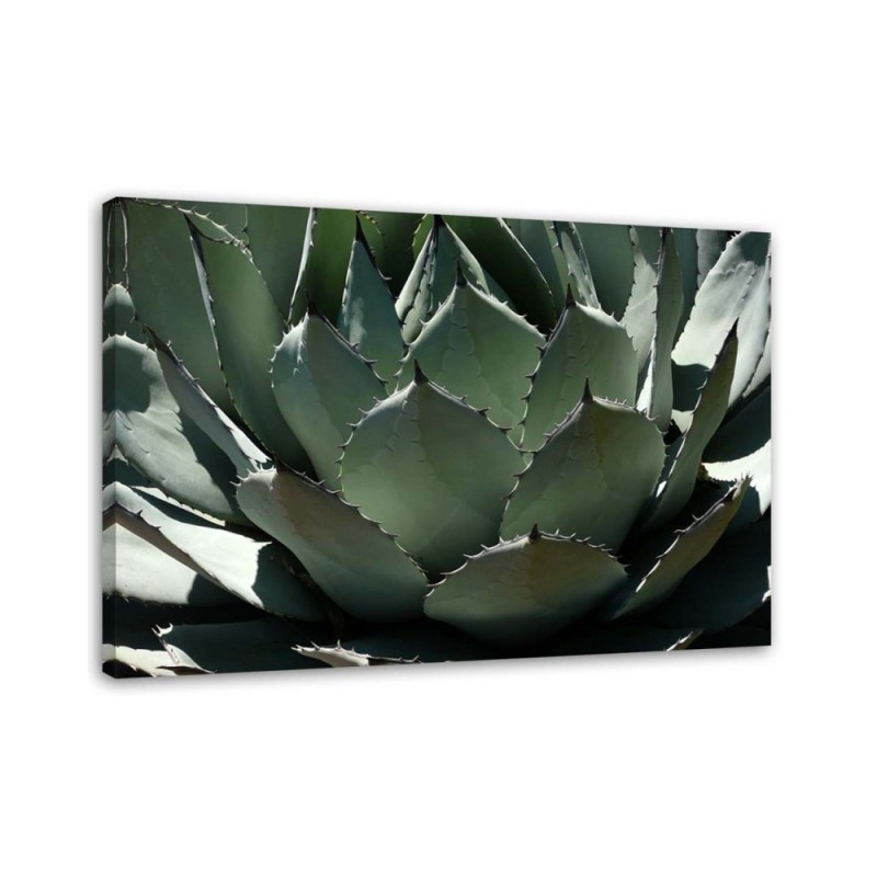 Modern decoration Canvas painting - Agave leaves plant | FEEBY