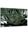 Modern decoration Canvas painting - Agave leaves plant | FEEBY