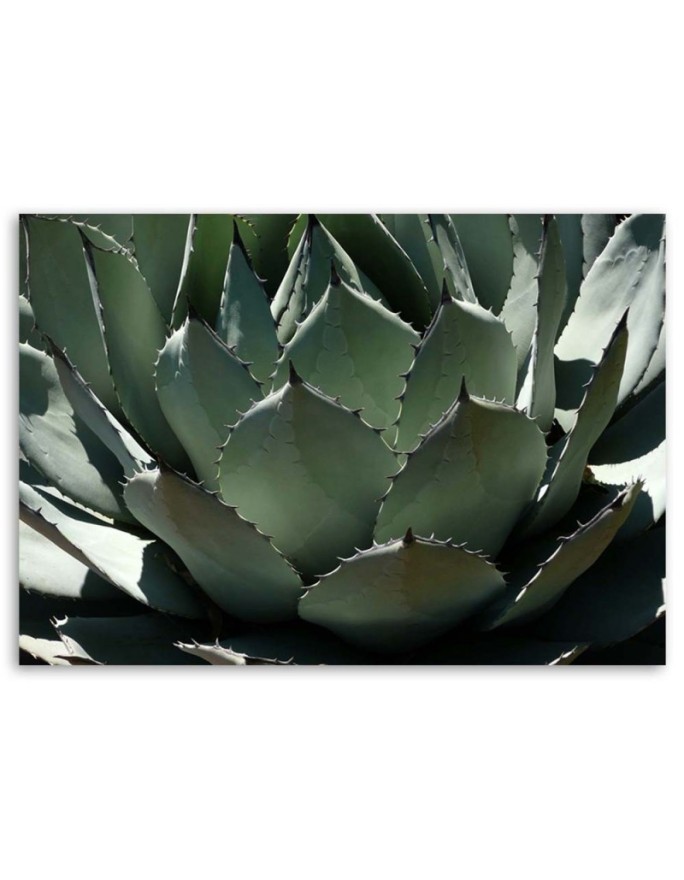Modern decoration Canvas painting - Agave leaves plant | FEEBY