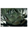 Modern decoration Canvas painting - Agave leaves plant | FEEBY