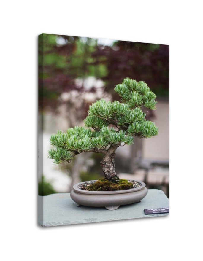 Canvas print Bonsai tree on...
