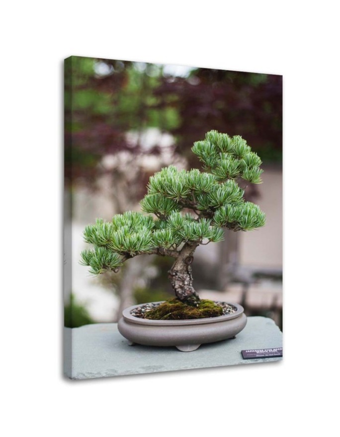 Canvas painting for kitchen - Bonsai tree on stones | FEEBY