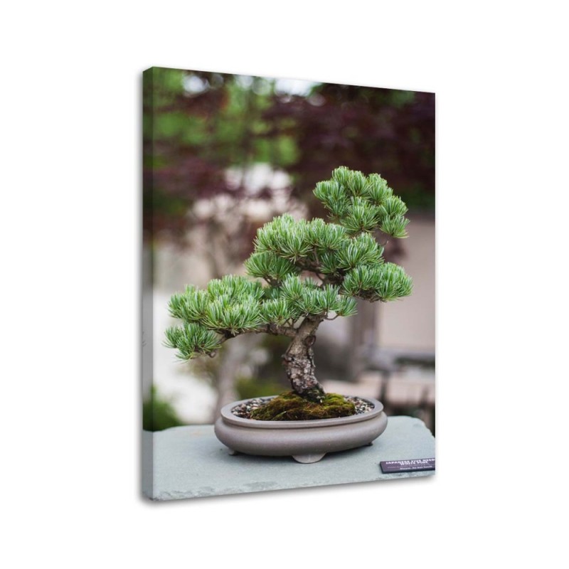 Canvas painting for kitchen - Bonsai tree on stones | FEEBY