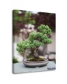 Canvas painting for kitchen - Bonsai tree on stones | FEEBY