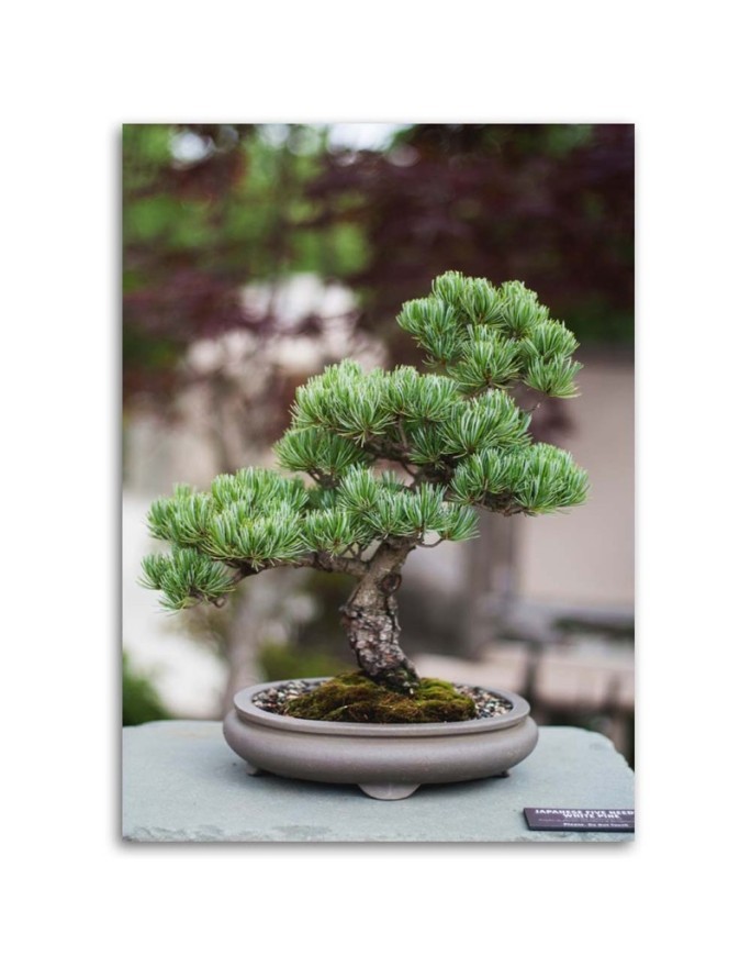 Canvas painting for kitchen - Bonsai tree on stones | FEEBY