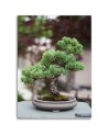 Canvas painting for kitchen - Bonsai tree on stones | FEEBY