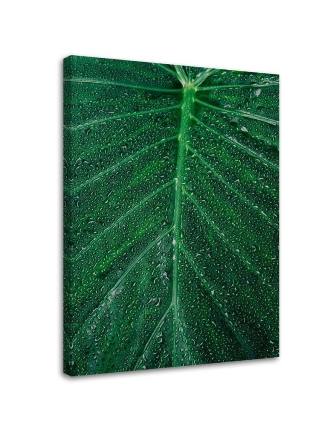 Illustration canvas painting for wall - Water drops on a leaf | FEEBY