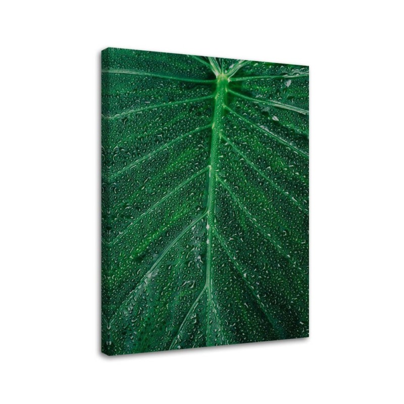Illustration canvas painting for wall - Water drops on a leaf | FEEBY