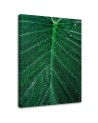 Illustration canvas painting for wall - Water drops on a leaf | FEEBY