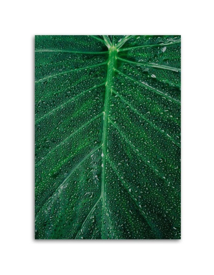 Illustration canvas painting for wall - Water drops on a leaf | FEEBY