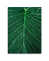 Illustration canvas painting for wall - Water drops on a leaf | FEEBY