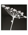 Modern wall art painting - White shadow of Cyperus | FEEBY