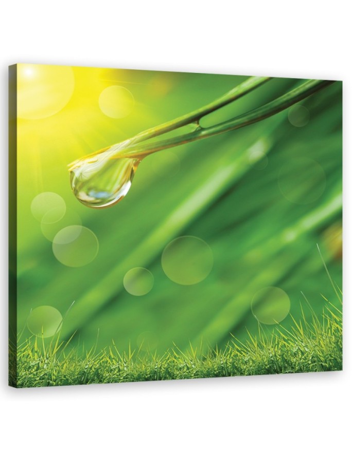 Canvas print Dew on the grass