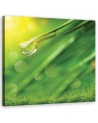 Wall art painting for study modern - Rosa on grass | FEEBY