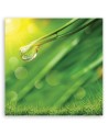 Wall art painting for study modern - Rosa on grass | FEEBY