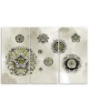 Triptych printed on canvas - Floral geometric shapes | FEEBY